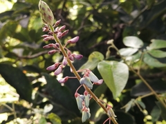 Desmodium intortum
