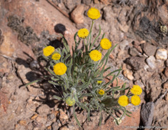 Erigeron aphanactis aphanactis