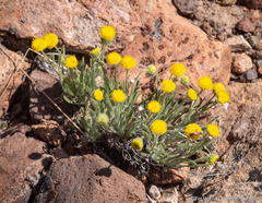 Erigeron aphanactis aphanactis