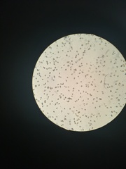 Gymnopilus subpurpuratus