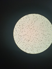 Gymnopilus subpurpuratus