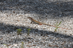 Aspidoscelis angusticeps