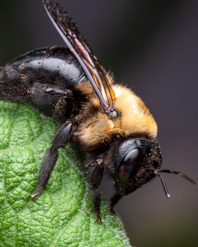 Eastern Carpenter Bee, photo 8 of 8