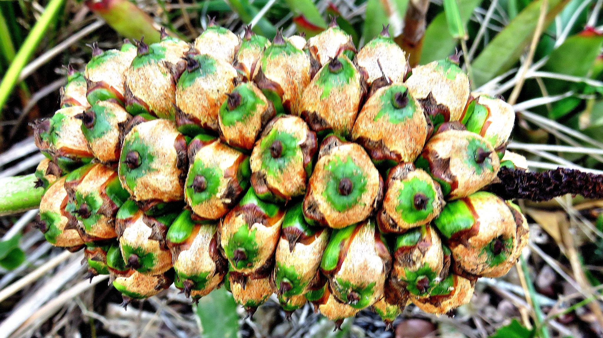 Allagoptera arenaria