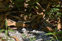 Aspidoscelis angusticeps