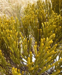 Veronica lycopodioides