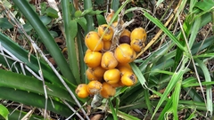 Bromelia antiacantha