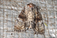 Epicyrtica leucostigma