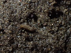 Isotomurus palustris