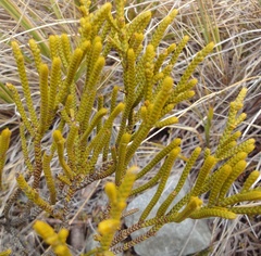 Veronica lycopodioides