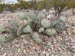 Opuntia azurea