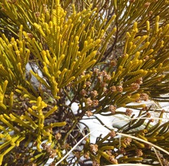 Veronica lycopodioides