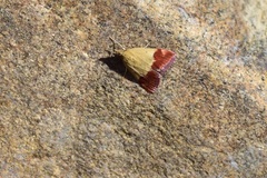 Pyrausta semirubralis