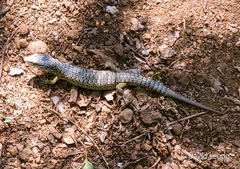 Elgaria coerulea palmeri