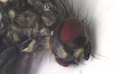 Sarcophaga variegata