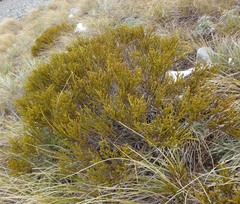 Veronica lycopodioides