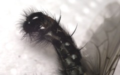 Sarcophaga variegata