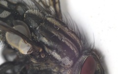 Sarcophaga variegata