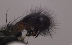 Sarcophaga variegata