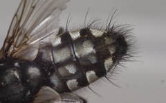 Sarcophaga variegata