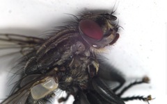 Sarcophaga variegata