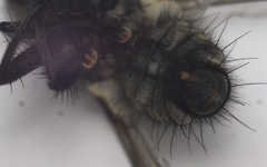 Sarcophaga variegata