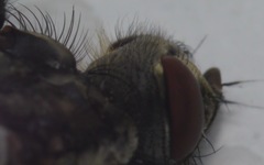 Sarcophaga variegata