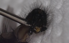 Sarcophaga variegata