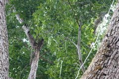 Cedrelinga cateniformis