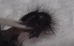 Sarcophaga variegata