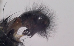 Sarcophaga variegata