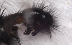 Sarcophaga variegata