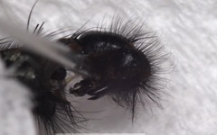 Sarcophaga variegata