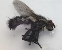 Sarcophaga variegata