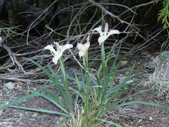 Iris tenuissima