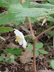 Podophyllum
