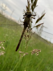 Arigomphus submedianus