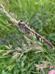 Arigomphus submedianus