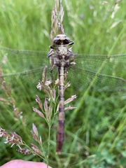 Arigomphus submedianus