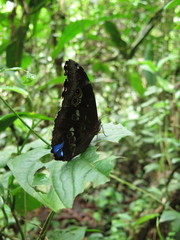 Morpho menelaus
