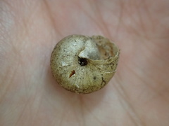 Helminthoglypta fontiphila