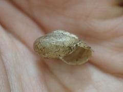 Helminthoglypta fontiphila