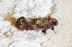 Acrolophus cressoni