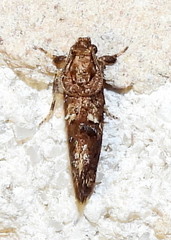 Acrolophus cressoni