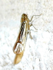 Nothodelphax slossonae