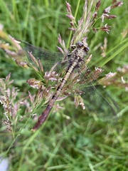 Arigomphus