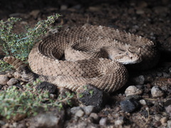 Crotalus cerastes cercobombus
