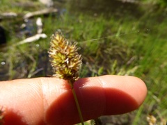Carex subfusca