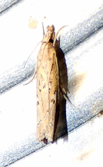 Fissicrambus quadrinotellus