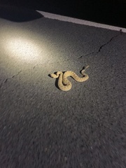 Crotalus cerastes cercobombus